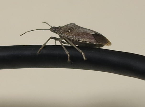 Stink bug on a wire, cropped.